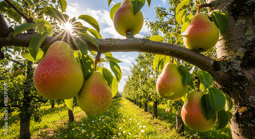 Golden apples clustered on branches in lush orchard, representing abundance and beauty