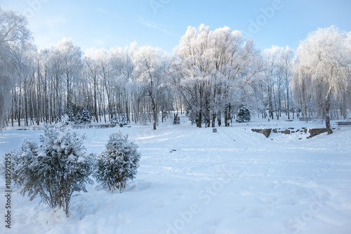 Wallpaper Mural Snowy winter park landscape with frozen trees and fresh white snow Torontodigital.ca