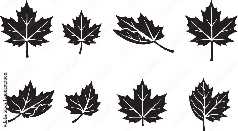 Fototapeta premium Maple Leaf Botanical Icon Set Black and White
