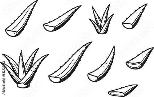 Aloe Vera Leaf Icon Set Black and White Botanical Line Art EPS Safe