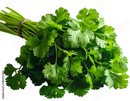 A vibrant, fresh bunch of leafy green herbs, tied with twine