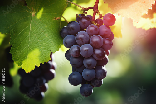 Ripe Grape Cluster Hanging from Vine with Green Leaves Outdoors