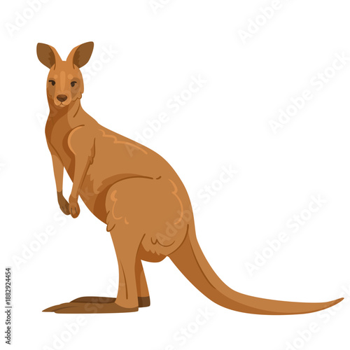Cartoon-style kangaroo standing upright and looking back, isolated on white background. Concept of wildlife, nature, and Australian fauna. Vector illustration