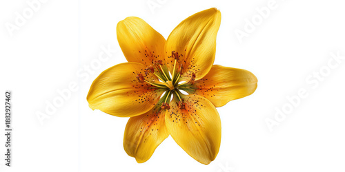Yellow Tiger Lily Flower isolated on a transparent background