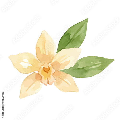 Watercolor-style vanilla illustration／バニラビーンズ