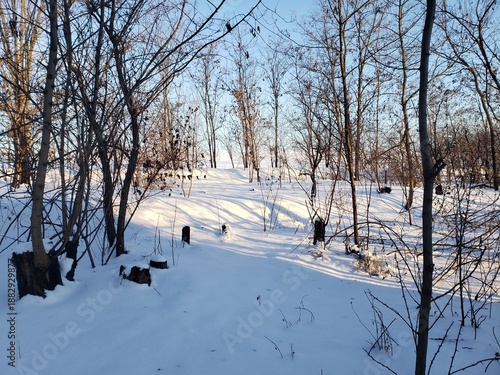 snow covered trees in winter