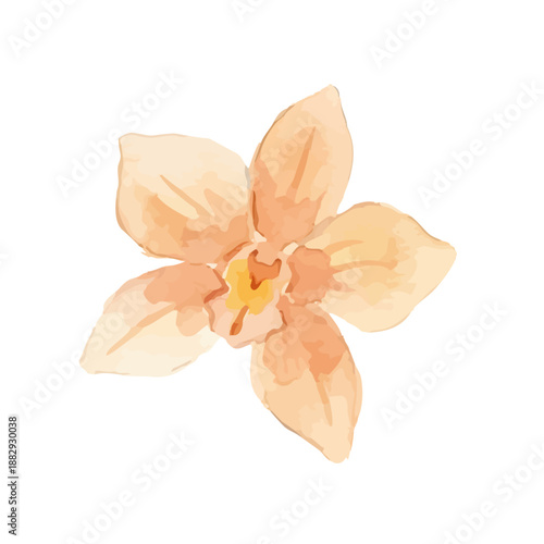 Watercolor-style vanilla illustration／バニラビーンズ