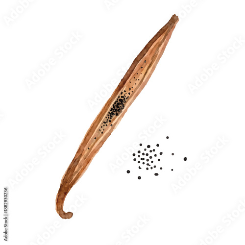 Watercolor-style vanilla illustration／バニラビーンズ