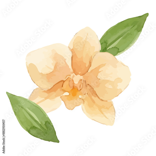 Watercolor-style vanilla illustration／バニラビーンズ