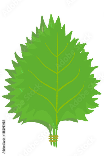 Bundle of Three Fresh Green Shiso Leaves