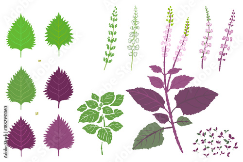Assorted Japanese Shiso Material Set