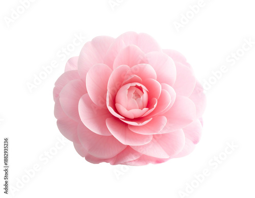 Delicate pink layered petals unfurl on a vibrant flower