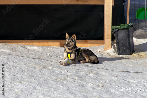 A wolfhound, part of a sled dog team, basking in the sun at Mont-Cenis, a stunning massif in the French Alps