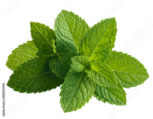 Vibrant green fresh leaves, a cluster of fragrant herbs, isolated on black