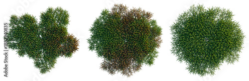 Obraz na płótnie Vesicularia tree plan, top view, cutout, transparent background, isolate, Detailed aerial view of a lush evergreen forest canopy, showing vibrant foliage and natural patterns