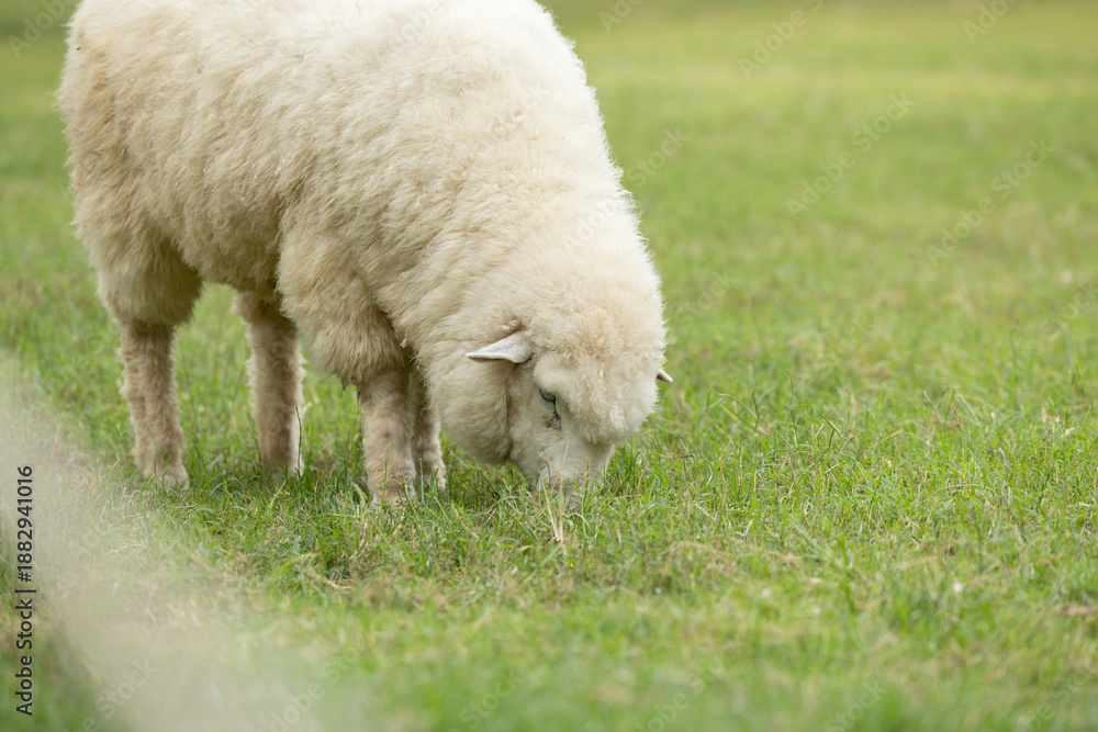 Obraz premium Close up peaceful fluffy white sheep grazing green grass pasture farm field countryside environment landscape nature showing calm tranquil emotional expression feeding livestock agriculture meadow