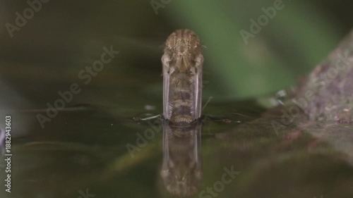 freshly hatched mosquito pushing through water surface