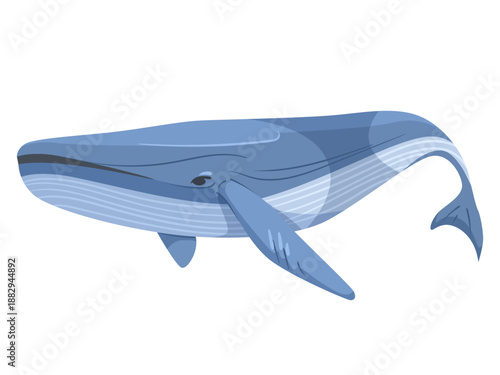 Stylized blue whale shown in cartoon style, isolated on white background. Concept of marine life, ocean wildlife and aquatic animals. Vector illustration