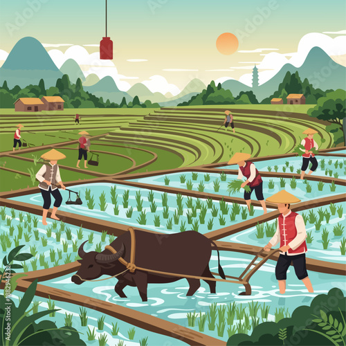vector of Chinese farming tradition illustration, rice field farming with farmers and water buffalo