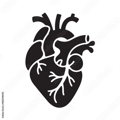 Human heart anatomy silhouette isolated on white background