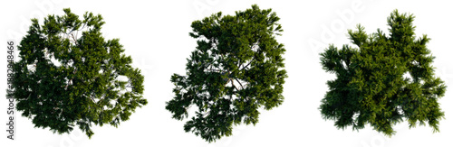 Quadro su tela Pinus pinea tree plan, top view, cutout, transparent background, isolate, Detail