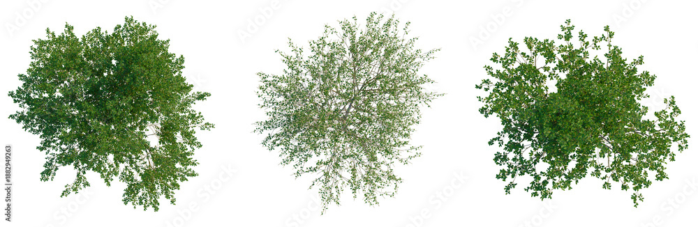 Obraz premium Salix caprea tree plan, top view, cutout, transparent background, isolate, Detailed Close-Up of Lush Green Leaves with Delicate Veins - Nature's Intricate Beauty