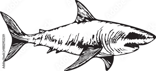 Shrimp prawn vintage engraving vector illustration