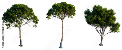 Konstfotografi Pinus pinea tree, front view, cutout, transparent background, isolate, Elevation