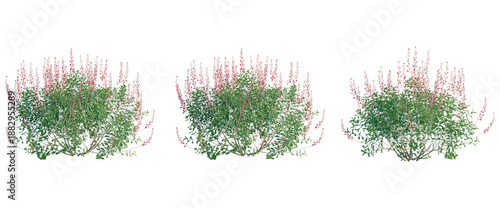 Bilde på lerret Salvia greggii tree, front view, cutout, transparent background, isolate, Elevat