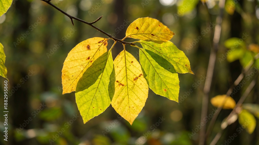 Obraz premium Autumn Beech Leaves Illuminated by Golden Sunlight in a Forest Setting fall tree