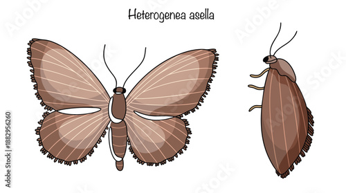 Heterogenea asella