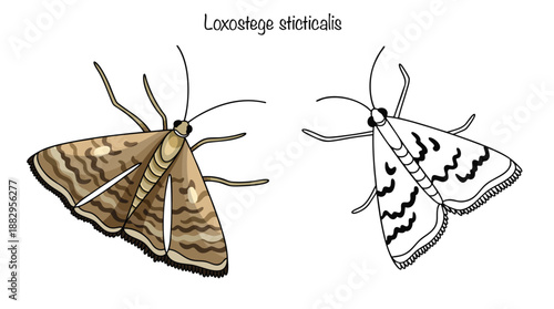 Loxostege sticticalis
