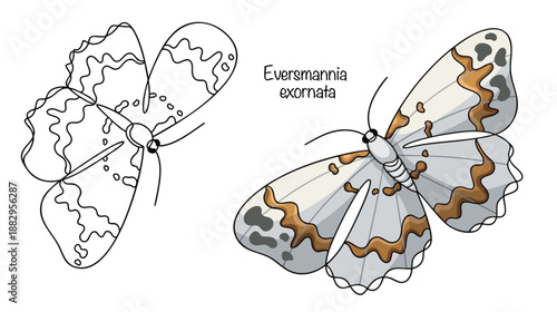 Eversmannia exornata