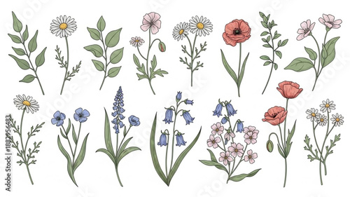 Collection of Hand Drawn Wildflowers and Botanical Illustrations.