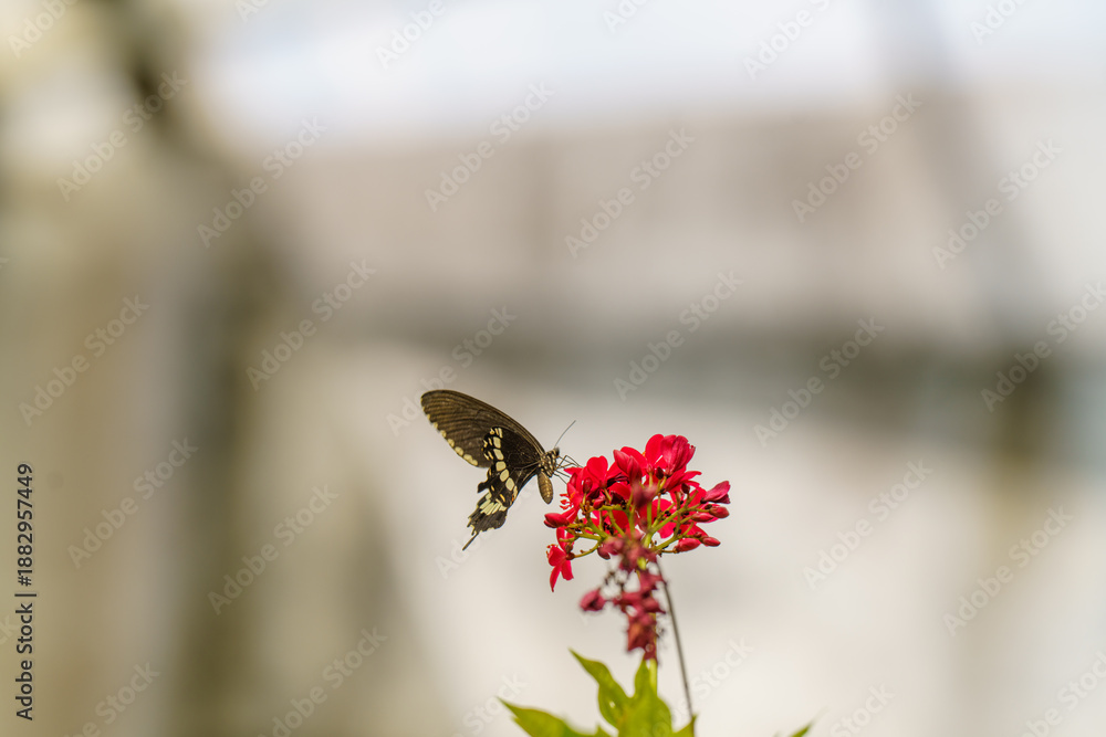 Fototapeta premium Butterfly is eating a red flower
