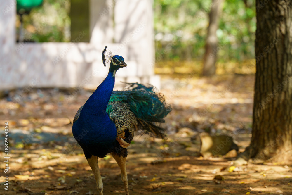 Fototapeta premium Blue peacock is walking in a field
