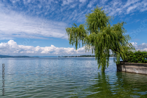 Weeping willow tree branches trailing in calm lake water. Germany