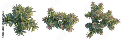 Tableau sur toile Euphorbia ascot rainbow tree plan, top view, cutout, transparent background, iso