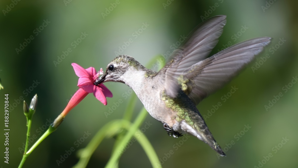 Obraz premium A ruby-throated hummingbird hovers while feeding nectar from a pink trumpet flower in a garden setting.