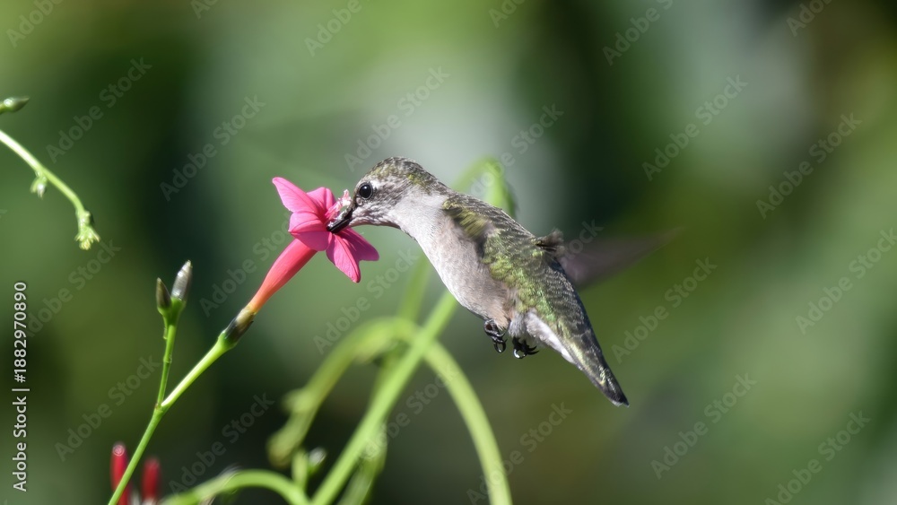 Fototapeta premium A tiny hummingbird hovers gracefully while drinking nectar from a vibrant pink trumpet flower.