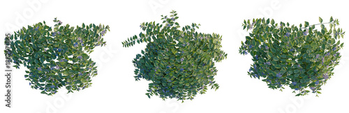 Photos Vinca major tree plan, top view, cutout, transparent background, isolate, Vibran