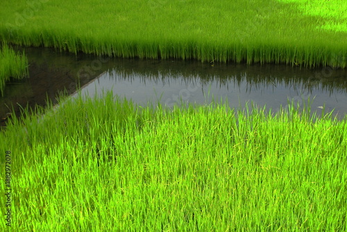 View of rice seedlings in a rice field that has not been finished being cultivated.