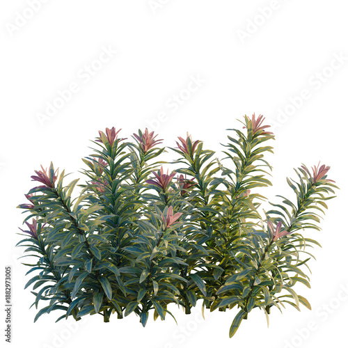 Canvastavla Euphorbia ascot rainbow tree, front view, cutout, transparent background, isolat