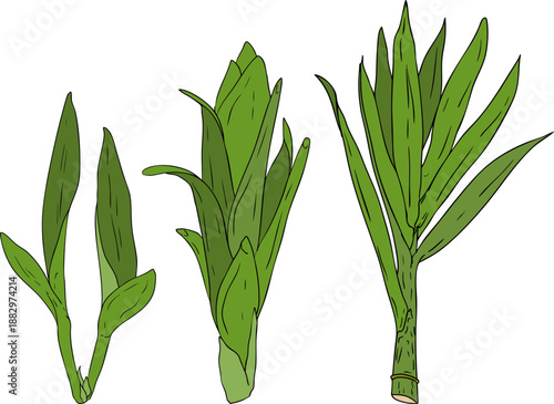 Vector colored illustration of fresh cut sugarcane pieces, juicy sugar cane stalks slices showing fibrous sweet interior, tropical street food snack, natural raw cane sugar, exotic refreshment