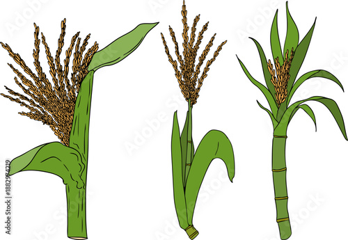Vector colored illustration of fresh cut sugarcane pieces, juicy sugar cane stalks slices showing fibrous sweet interior, tropical street food snack, natural raw cane sugar, exotic refreshment