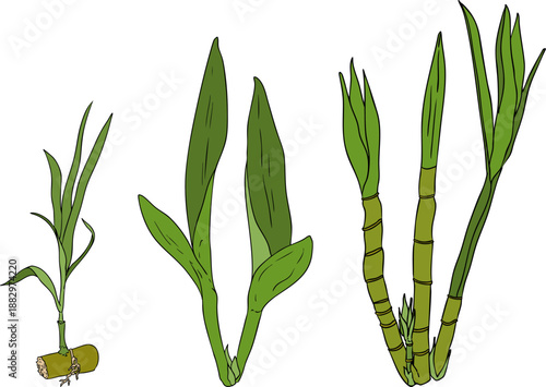 Vector colored illustration of fresh cut sugarcane pieces, juicy sugar cane stalks slices showing fibrous sweet interior, tropical street food snack, natural raw cane sugar, exotic refreshment