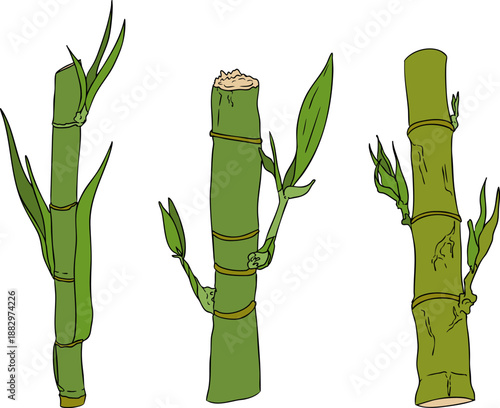 Vector colored illustration of fresh cut sugarcane pieces, juicy sugar cane stalks slices showing fibrous sweet interior, tropical street food snack, natural raw cane sugar, exotic refreshment