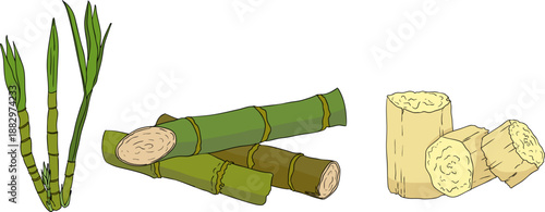 Vector colored illustration of fresh cut sugarcane pieces, juicy sugar cane stalks slices showing fibrous sweet interior, tropical street food snack, natural raw cane sugar, exotic refreshment
