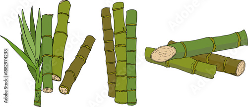 Vector colored illustration of fresh cut sugarcane pieces, juicy sugar cane stalks slices showing fibrous sweet interior, tropical street food snack, natural raw cane sugar, exotic refreshment