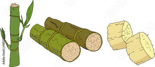 Vector colored illustration of fresh cut sugarcane pieces, juicy sugar cane stalks slices showing fibrous sweet interior, tropical street food snack, natural raw cane sugar, exotic refreshment